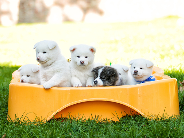 HALO Puppy Quick Start Cute five little puppies in a tub