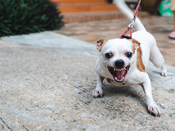 Reactive No More aggresive dog
