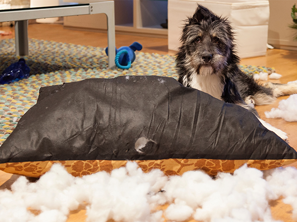 Separation Anxiety No More sad dog with torn apart pillow