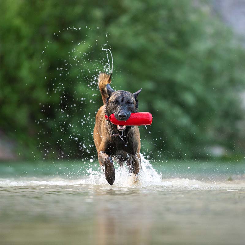 dog running on water with a red bottle in mouth