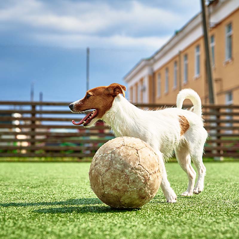 dog with football in field