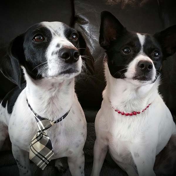 mission-statement two black and white dogs
