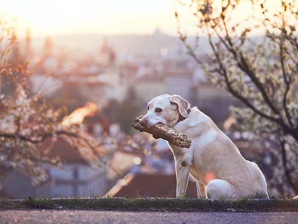 well-shaped-dogs dog holding stick on edge of road